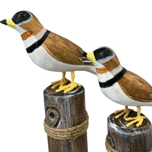 Set X2 Gaviotas