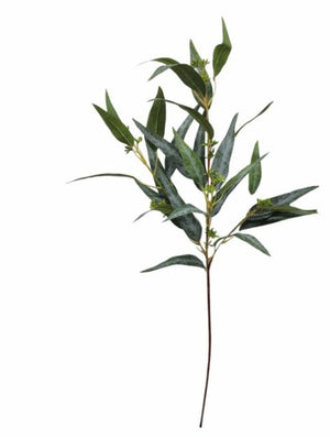 Rama de EUCALIPTO VERDE