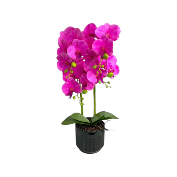Orquídea