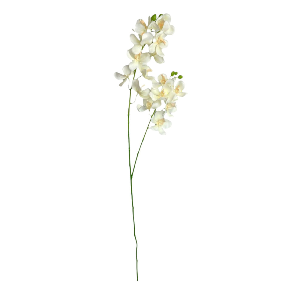 Orquídea Vara Blanca