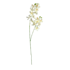 Orquídea Vara Blanca