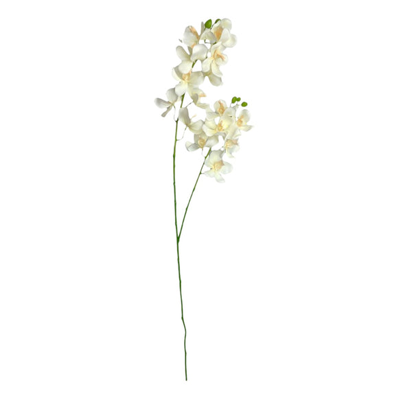 Orquídea Vara Blanca