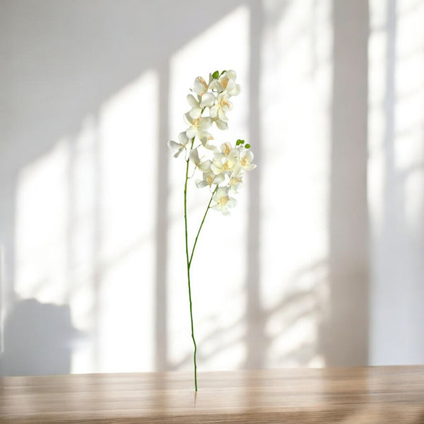 Orquídea Vara Blanca