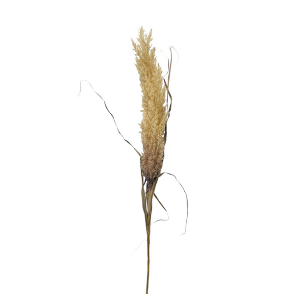 Pampa Artificial CREMA