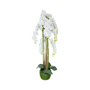 Orquídea Blanca ALTA LLUVIA