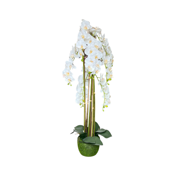 Orquídea Blanca ALTA LLUVIA