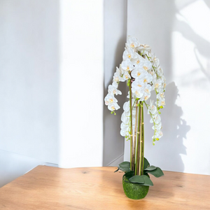 Orquídea Blanca ALTA LLUVIA