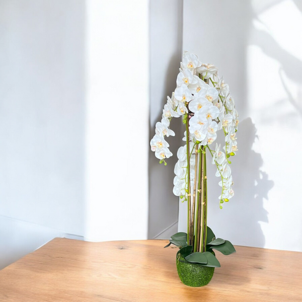 Orquídea Blanca ALTA LLUVIA