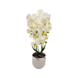 Orquídea Blanca DALIA