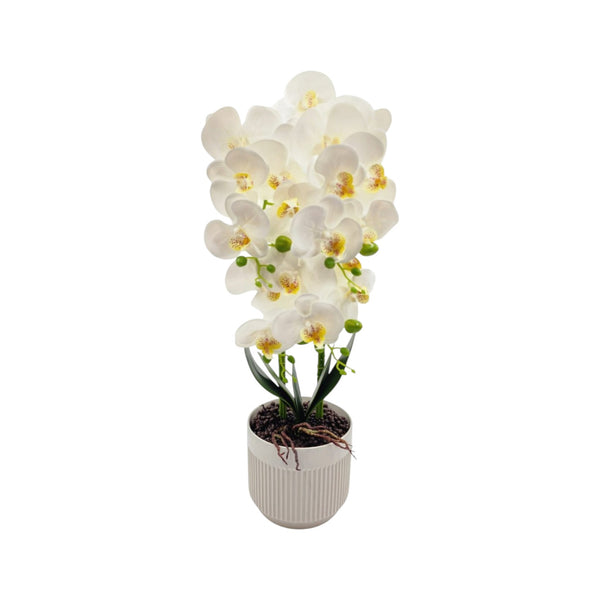 Orquídea Blanca DALIA