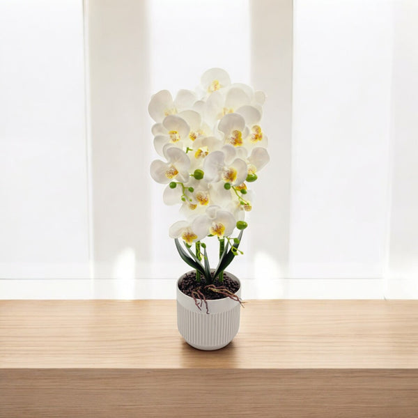 Orquídea Blanca DALIA