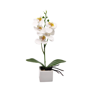 Mini Orquidea BLANCA