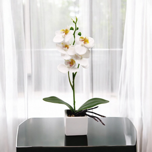 Mini Orquidea BLANCA