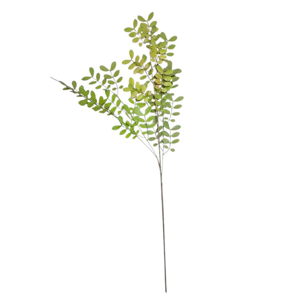 Eucalipto Látex Verde/Marrón