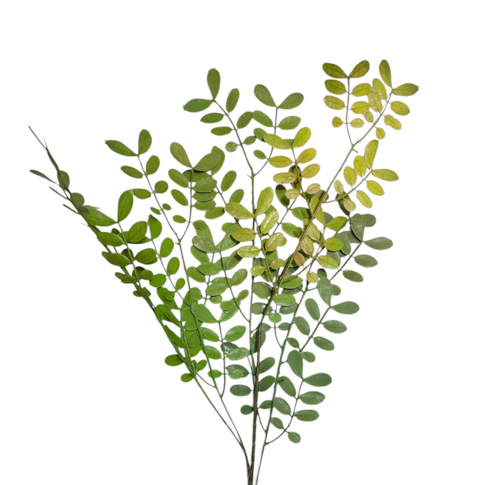 Eucalipto Látex Verde/Marrón