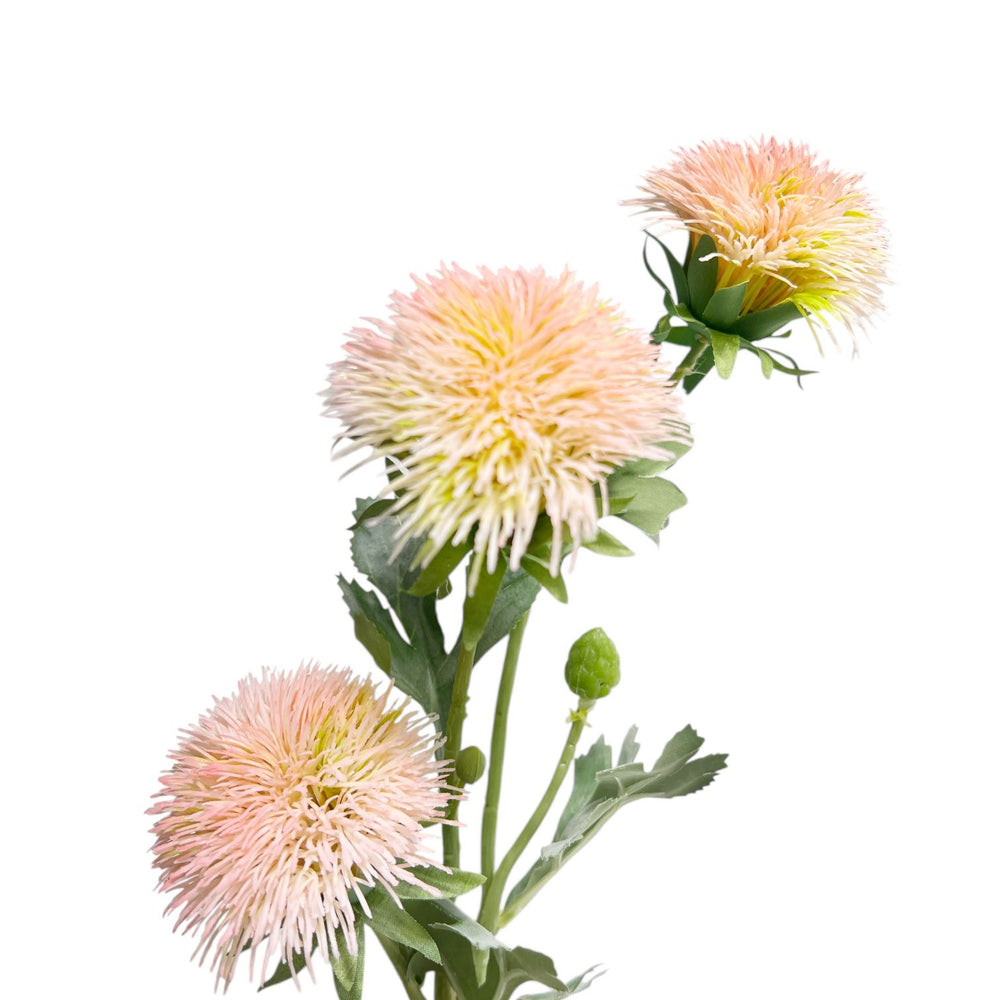 Crisantemo PALO ROSA