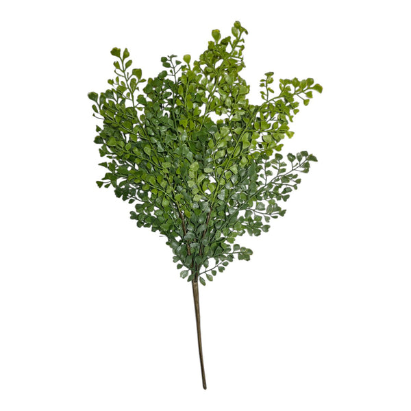 Helecho de Botón VERDE