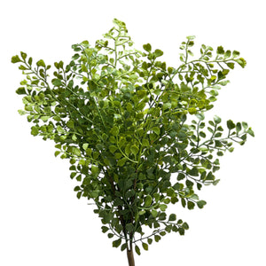 Helecho de Botón VERDE