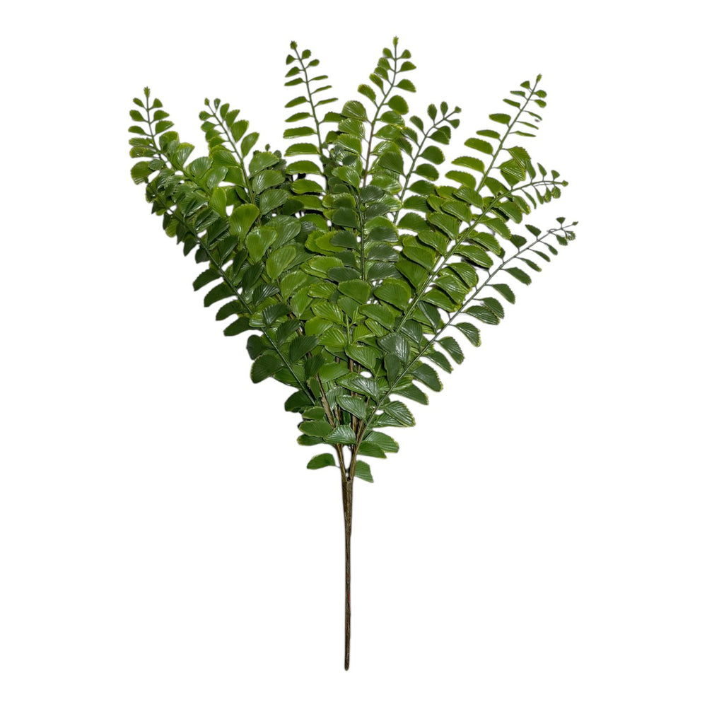 Helecho de Cuero VERDE