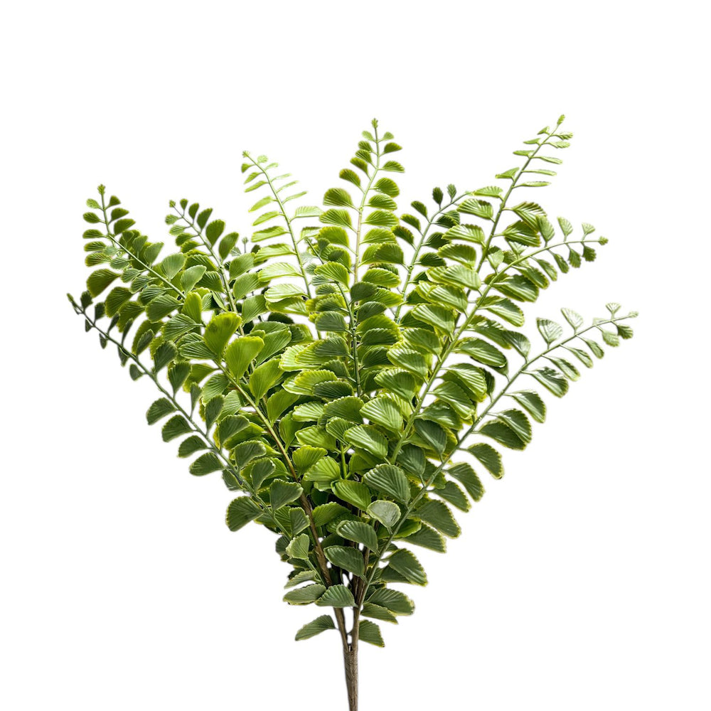 Helecho de Cuero VERDE