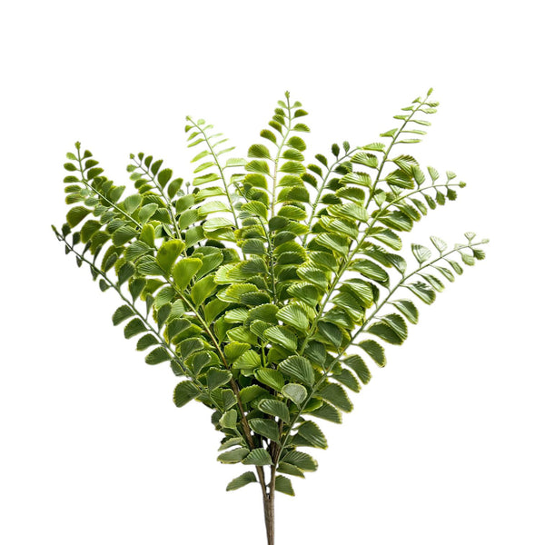 Helecho de Cuero VERDE