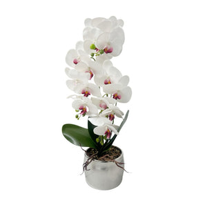 Orquídea Blanca y Fucisa/Plata ZULA
