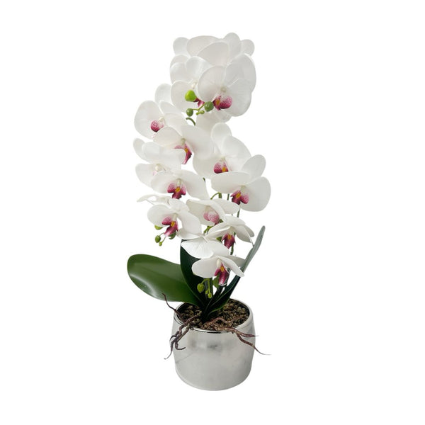 Orquídea Blanca y Fucisa/Plata ZULA
