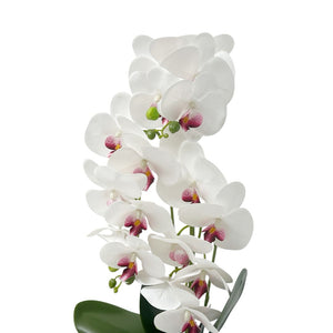Orquídea Blanca y Fucisa/Plata ZULA