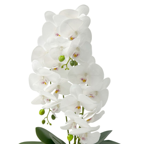 Orquídea Blanca y Plata ZULA