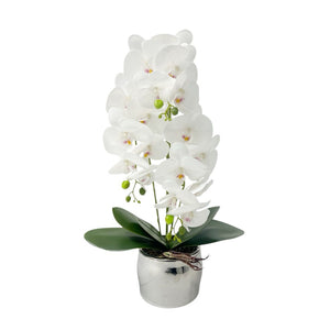 Orquídea Blanca y Plata ZULA