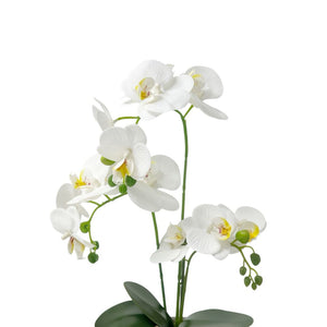 Orquídea BLANCA NUBA