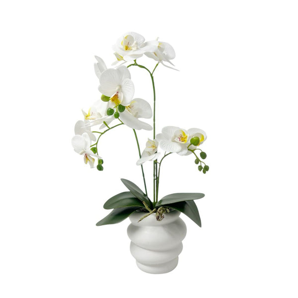 Orquídea BLANCA NUBA