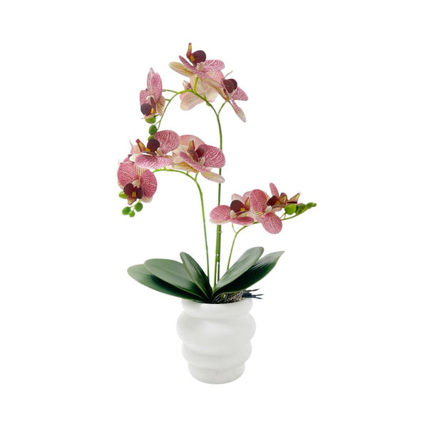 Orquídea LILA NUBA