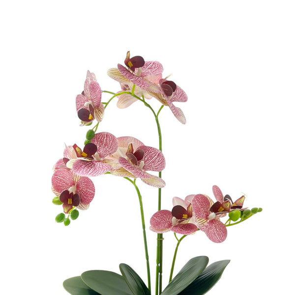 Orquídea LILA NUBA