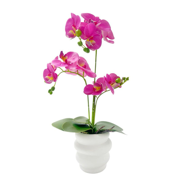 Orquídea FUCSIA NUBA