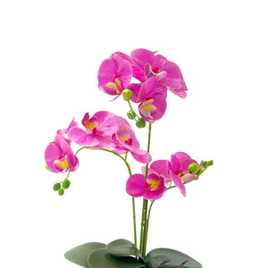 Orquídea FUCSIA NUBA