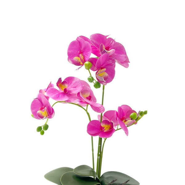 Orquídea FUCSIA NUBA