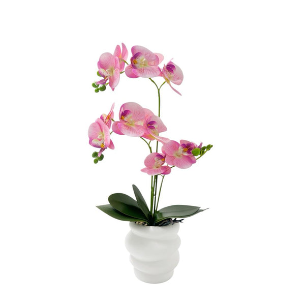 Orquídea ROSADA NUBA