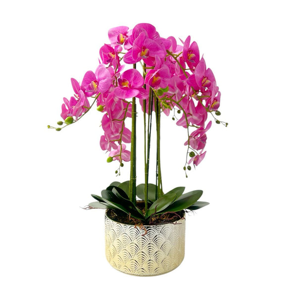 Orquídea FUCSIA SELVA
