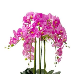 Orquídea FUCSIA SELVA