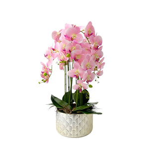 Orquídea ROSA SELVA