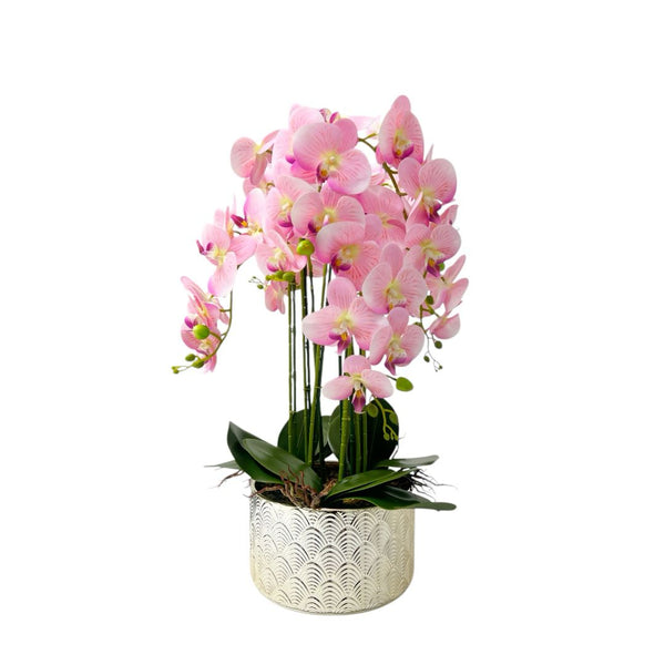 Orquídea ROSA SELVA