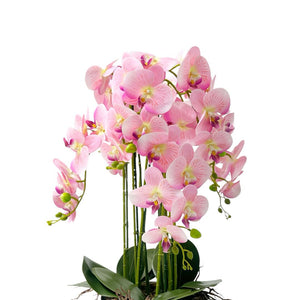 Orquídea ROSA SELVA