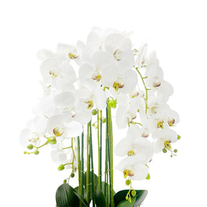Orquídea BLANCA SELVA