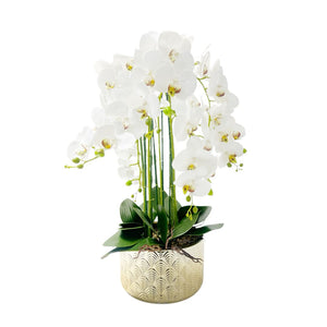 Orquídea BLANCA SELVA