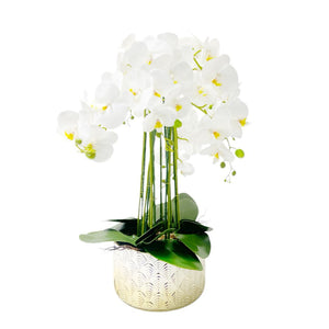 Orquídea BLANCO AMARRILLO SELVA