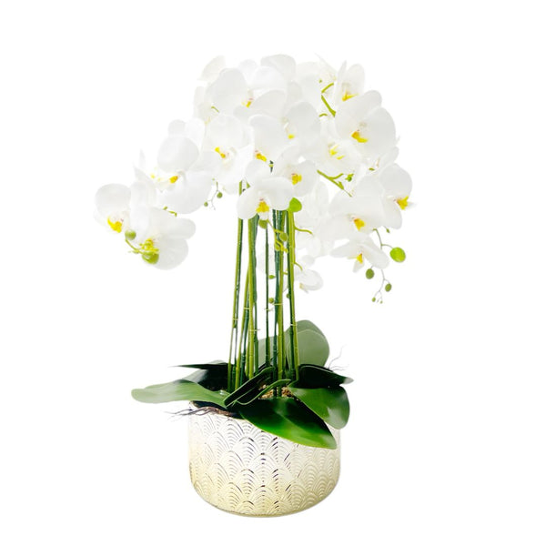Orquídea BLANCO AMARRILLO SELVA