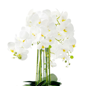 Orquídea BLANCO AMARRILLO SELVA