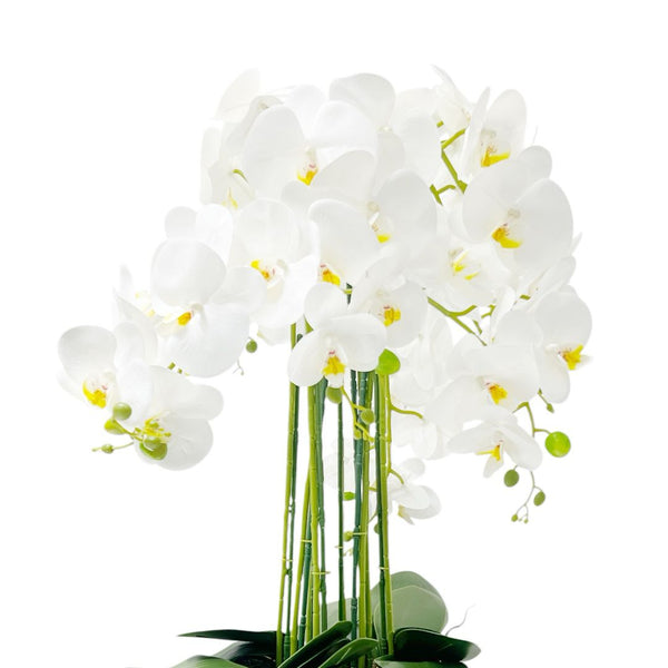 Orquídea BLANCO AMARRILLO SELVA