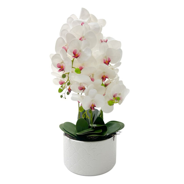 Orquídea Blanca OKIRA